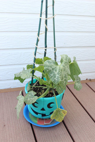 Teal Pumpkin seeds GROW Bucket by food Allergy Superheroes.