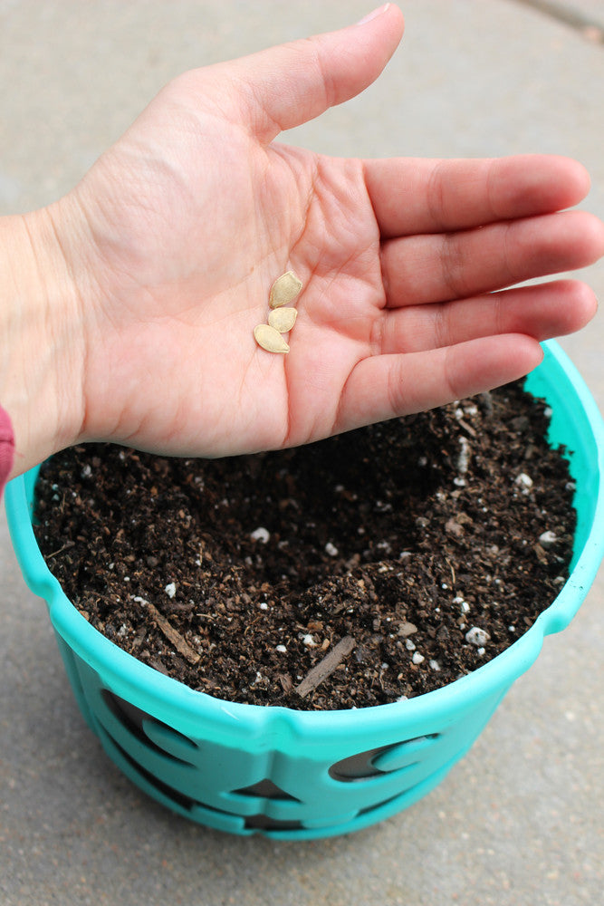 Teal Pumpkin seeds GROW Bucket by food Allergy Superheroes.