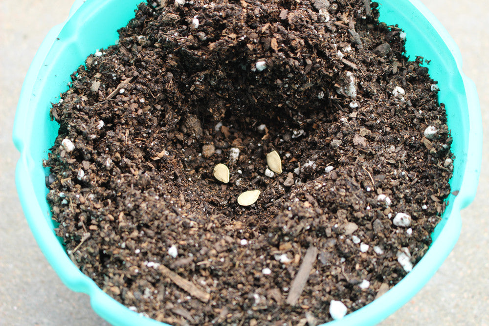 Teal Pumpkin seeds GROW Bucket by food Allergy Superheroes.