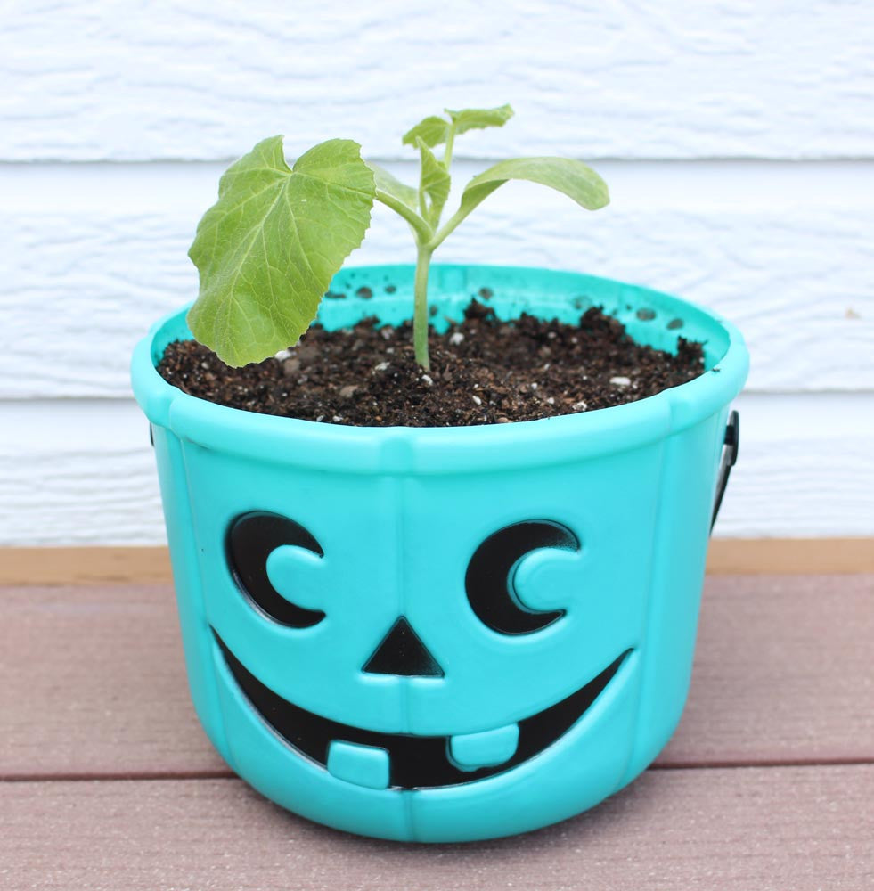 Teal Pumpkin seeds GROW Bucket by food Allergy Superheroes.
